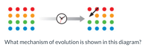 <p>what mechanism of evolution is shown here?</p>