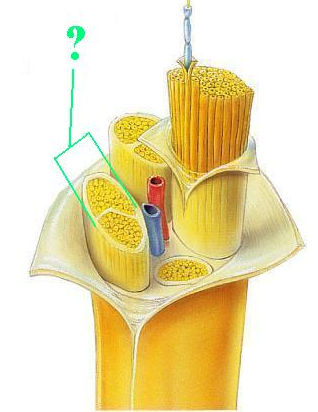 <p><span>Identify the indicated part of a nerve.</span></p>