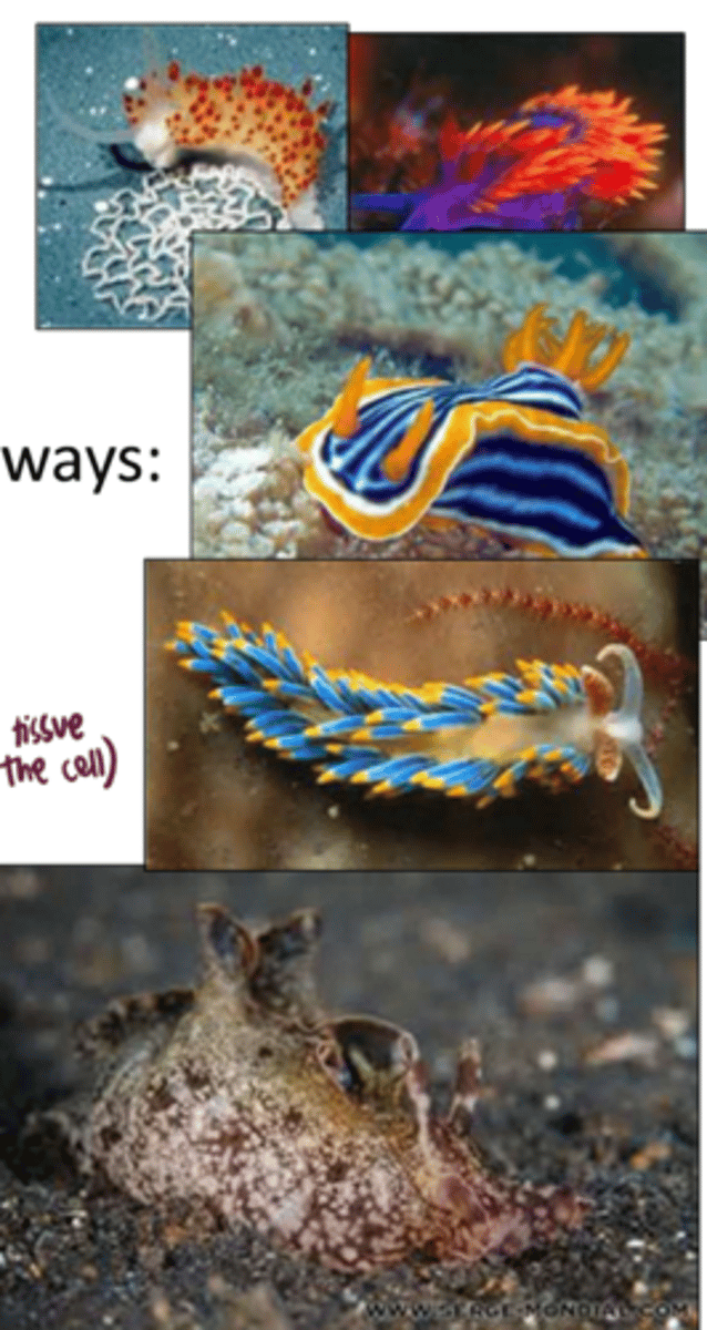 <p>gastropods</p>