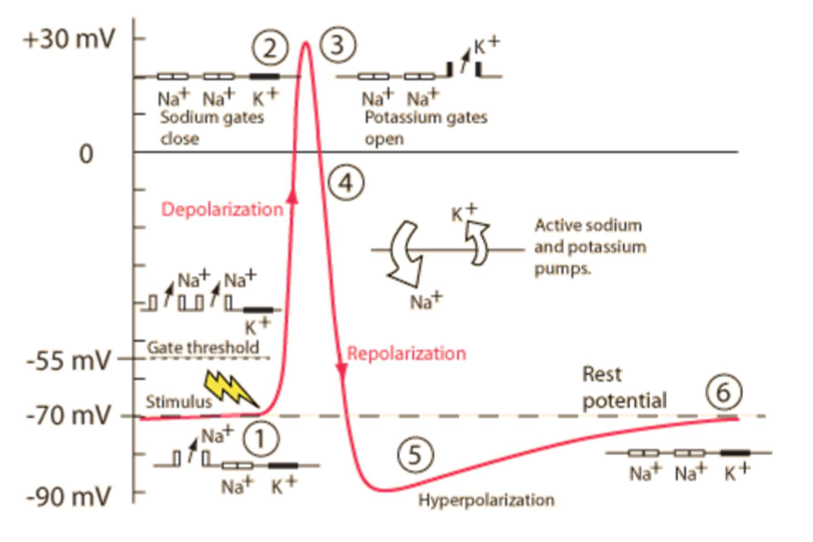 <ul><li><p>A <strong>stimulus</strong> causes some <strong>sodium ion channels</strong> to <strong>open</strong>, so that <strong>Na+ ions can diffuse into the neurone </strong>down their electrochemical gradient, making the charge less negative</p></li><li><p>If this reaches a <strong>threshold </strong>of about -55mV, the <strong>voltage-gated sodium ion channels</strong> <strong>open</strong>, so more Na+ ions can diffuse in, causing the neurone to <strong>depolarise </strong>to <strong>+40mV</strong> (this is <strong>positive feedback</strong>)</p></li><li><p>At this point, the sodium ion channels <strong>close </strong>and the <strong>potassium ion channels open</strong> (<strong>negative feedback</strong>), allowing <strong>K+ ions </strong>to<strong> </strong>diffuse <strong>out </strong>and lower the charge again, through <strong>repolarisation</strong></p></li><li><p>The potassium ion channels are <strong>slow to close</strong>, meaning too many K+ ions end up diffusing out, causing the neurone to be <strong>hyperpolarised</strong></p></li><li><p>The potassium ion channels close and sodium-potassium pumps<strong> restore the resting potential</strong></p></li></ul><p></p>