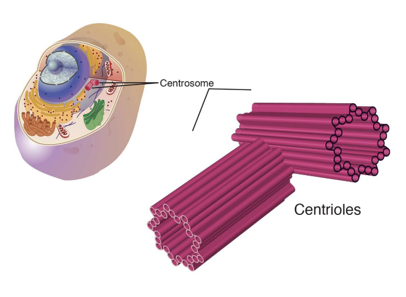 <p>Helps organize microtubules to form centrosomes. Comprised of protein tubulin. Not found in fungi or flowering plants.&nbsp;</p>