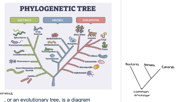 <ul><li><p>A<strong> <u><mark data-color="yellow" style="background-color: yellow; color: inherit;">phylogenetic tree,</mark></u></strong>&nbsp;also known as a <u><mark data-color="yellow" style="background-color: yellow; color: inherit;">cladogram,</mark></u>&nbsp;or an evolutionary tree, is a diagram that shows the evolutionary relationships between biological species or other entities. It’s a branching diagram that uses nodes and branches to represent taxonomic units and behaviors, biochemical pathways, anatomy, and morphology. <mark data-color="yellow" style="background-color: yellow; color: inherit;">They show: </mark><u><mark data-color="yellow" style="background-color: yellow; color: inherit;">probable relationships, probable sequence of origin, &amp; shared derived characters.</mark></u></p></li></ul><p></p>