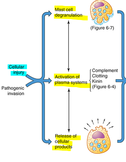 <p>Mass cell degranulation, activation of plasma systems and release of cellular product.&nbsp;</p>