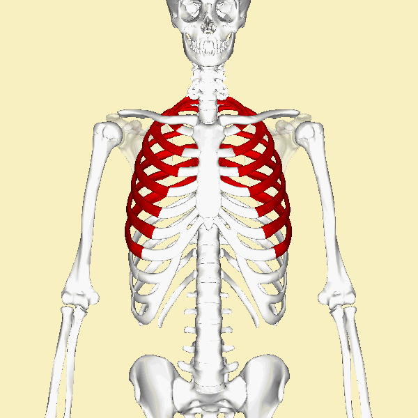 <p><span>Think "</span><strong>T</strong><span>o the </span><strong>S</strong><span>ternum." These ribs have a direct connection </span><strong>to the Sternum</strong><span> (breastbone) via their own cartilage.</span></p>