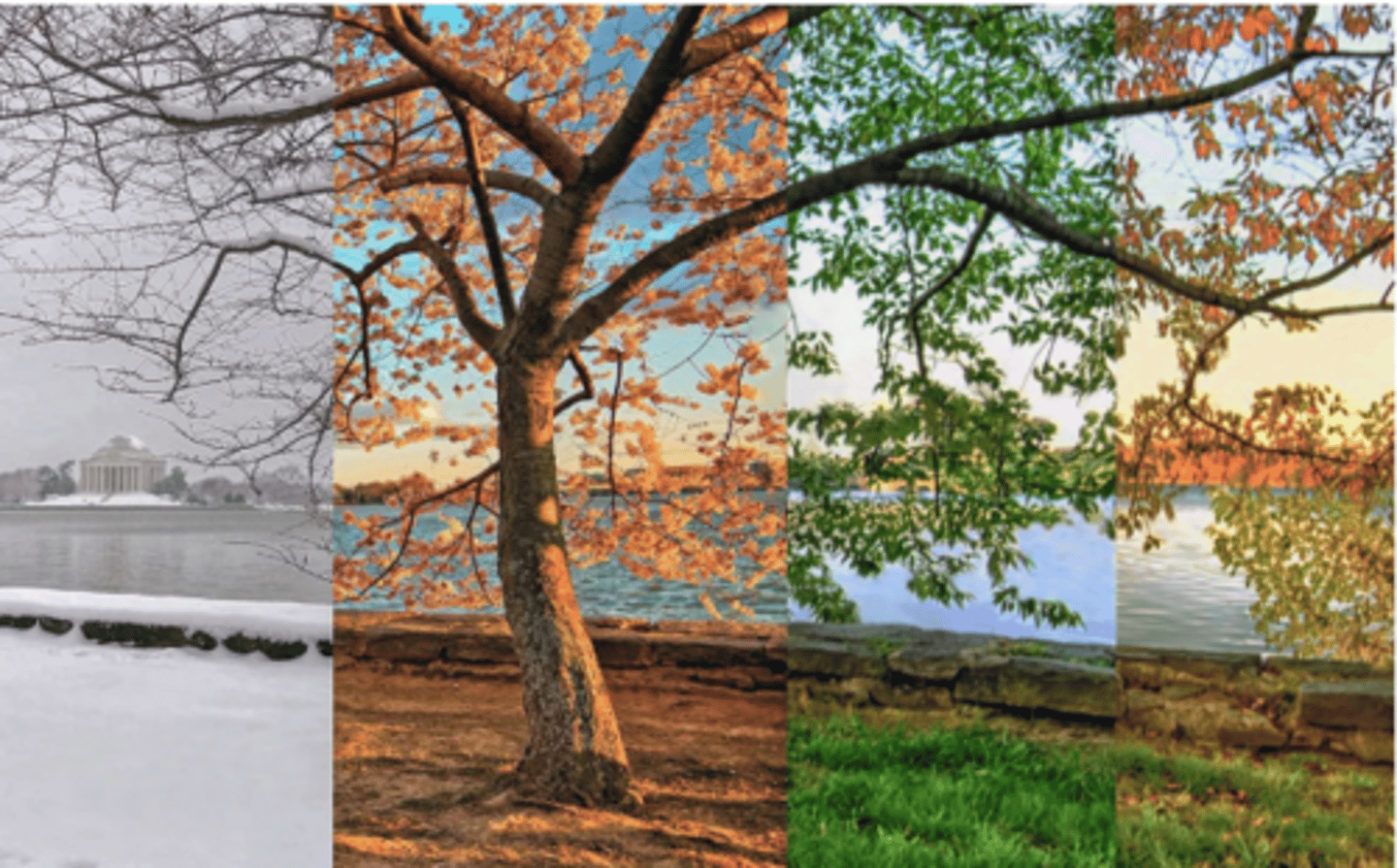 <p>● Per unit area → takes into account that different environments vary in size</p><p>● Per year → takes into account effect of seasonal variation (temperature etc.) on biomass</p><p>○ Standardising results, more representative, enables comparison between environments</p>