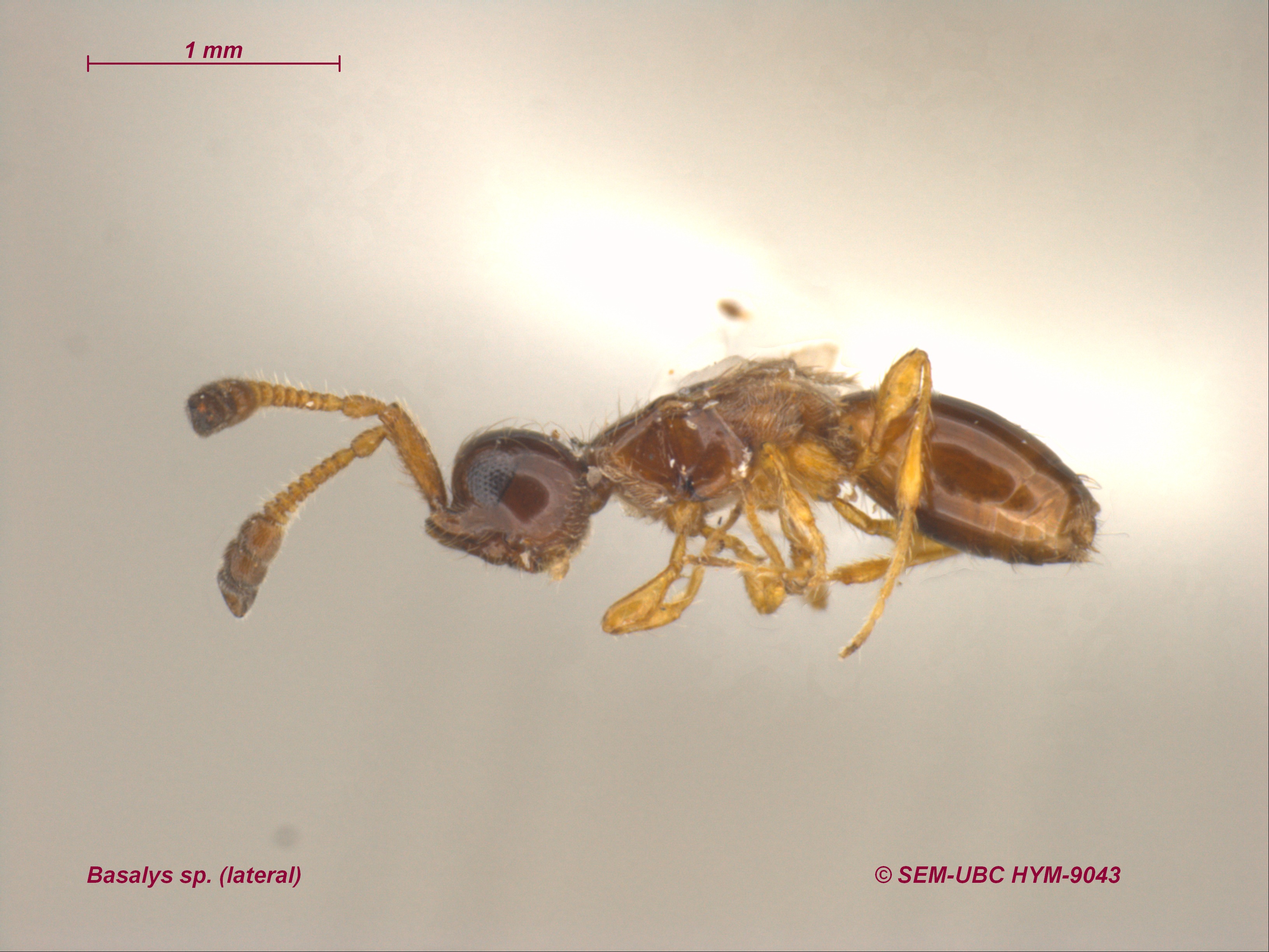 <p>frontal shelf<br>no prepectus<br>triangular pronotum laterally<br>metasomal II usually largest</p>