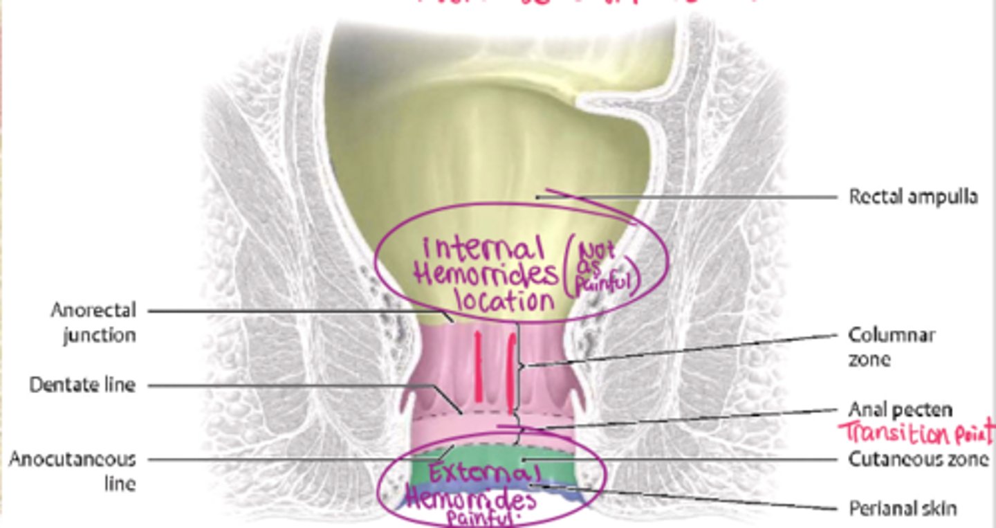 <p>AKA Dentate line - it marks the transition to distinct changes in neurovascular supply, lymphatic drainage, and embryologic origin, making it essential for understanding pain, cancer spread, and hemorrhoid location</p>