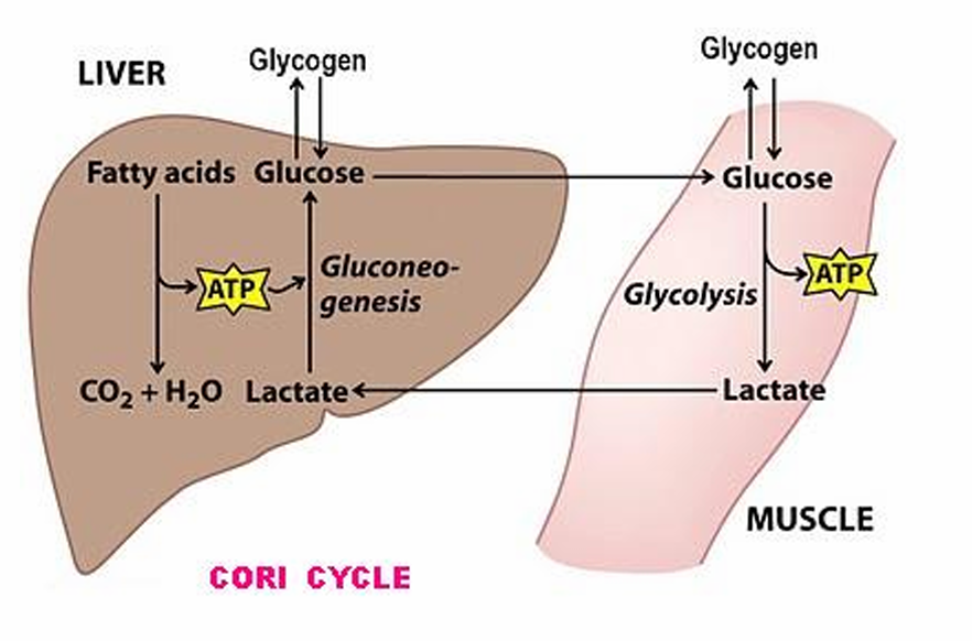 <p>The Cori Cycle:</p><ul><li><p>Liver:</p><ul><li><p>Fatty acids → CO2 + H2O + ATP</p></li><li><p>Lactate + ATP → Glucose (through gluconeogenesis)</p><ul><li><p>Glucose can be produced by/ produce glycogen outside of liver</p></li></ul></li></ul></li><li><p>Muscle</p><ul><li><p>glucose → lactate + APT (through glycolysis) </p><ul><li><p>lactate will be brought to the liver</p></li></ul></li></ul></li></ul><p></p>