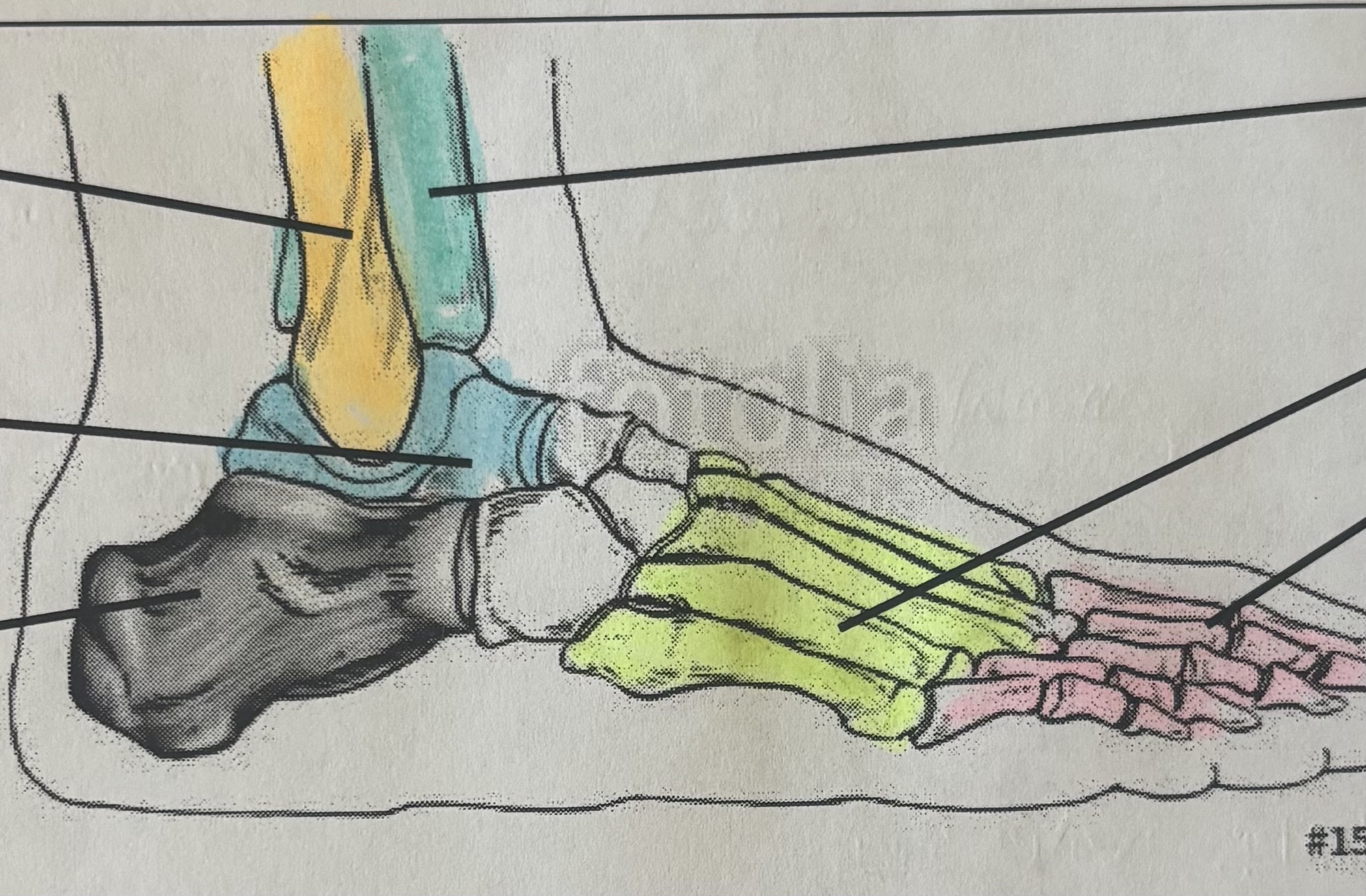 <p>Yellow Highlight </p>