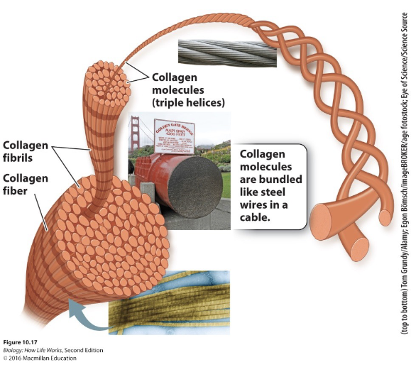 <p>Collagen is an extracellular fibrous protein found in connective tissues</p><ul><li><p>Unique to animals</p></li><li><p>Collagen is the primary structural protein within connective tissues, providing strength, flexibility, and resilience</p></li></ul><p></p>