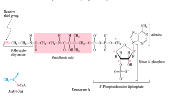 <p>Vận chuyển acetyl(CH<sub>3</sub>-CO)→actyl-S-CoA</p><p>HS<span style="color: rgb(211, 193, 59);">*</span>-R-pantothenic acid(vitB5)-p-p-adenosine</p><p>→cấu trúc CoA</p>