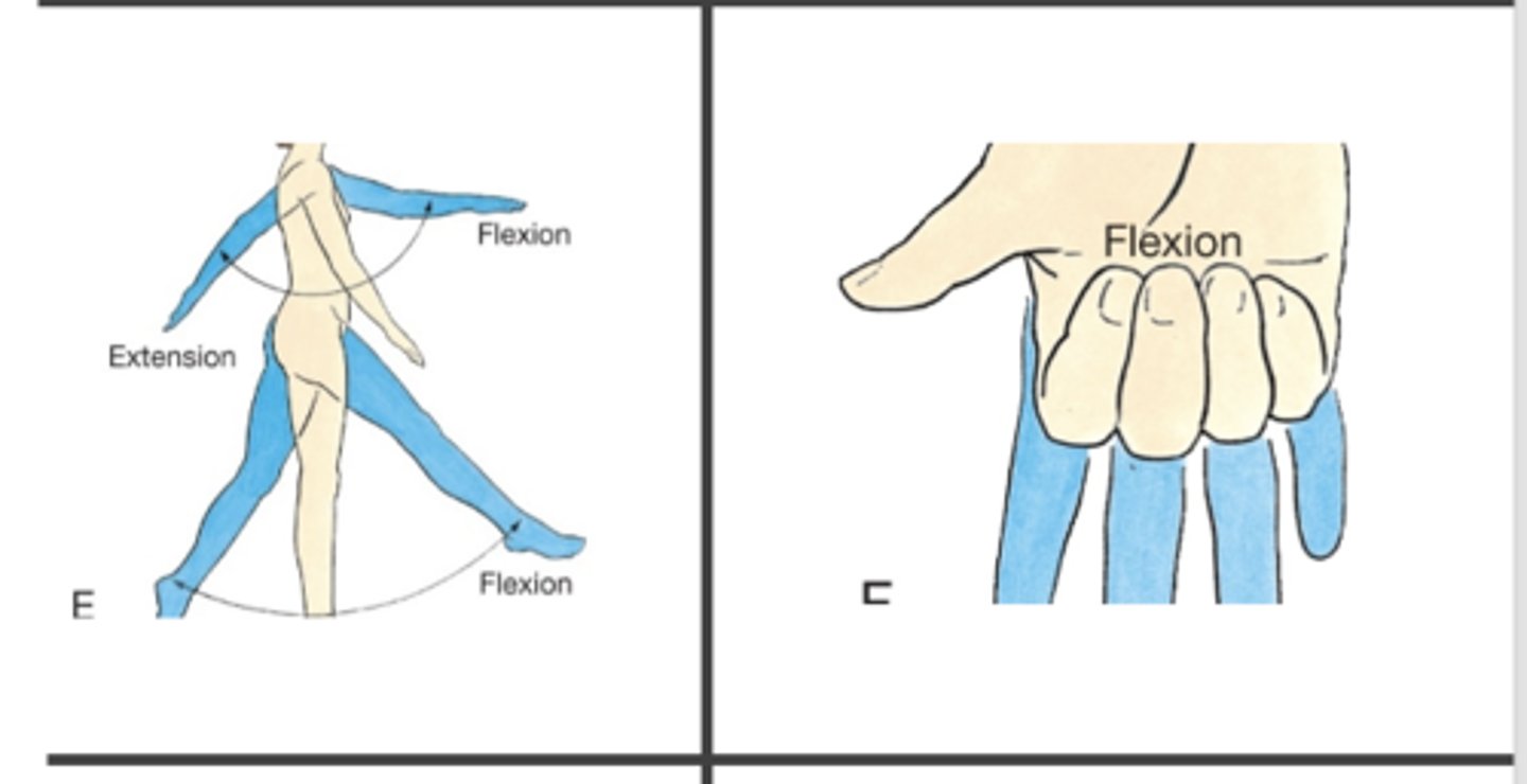 <p>moving the upper and lower limb forward; opposite, moving upper/lower limbs backwards</p>