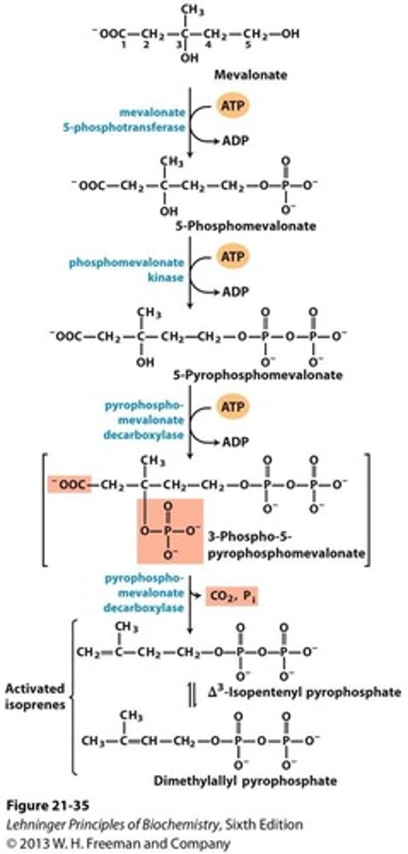 <p>10-carbon intermediate formed from isoprenes.</p>