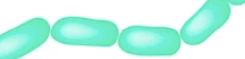 <p>bacilli that are associated in long chains, fail to disassociate after binary fusion </p>