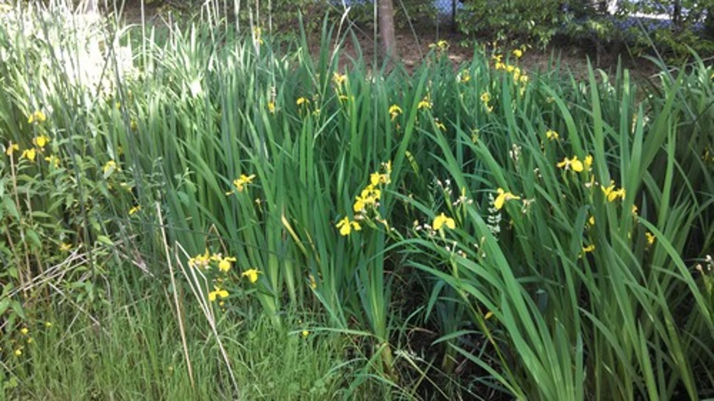 <p>Iridaceae</p>