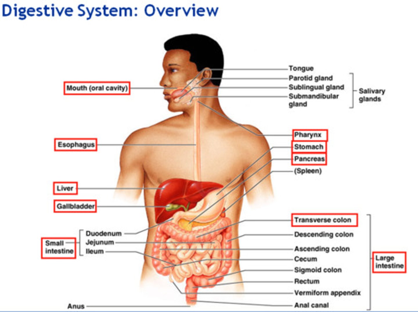 <p>-Mouth: parotid, submandibular, sublingual glands release saliva</p><p>-Pharynx</p><p>-Esophagus</p><p>-Stomach: food stored and broken down here</p><p>-Small intestine: duodenum, jejunum, ileum, about 6 feet long with small diameter</p><p>-Pancreas and Liver: empty into duodenum</p><p>-Gallbladder: stores bile</p><p>-Large Intestine: cecum (appendix at end), ascending, transverse, descending, sigmoid colon</p><p>-Rectum</p><p>-Anus</p>