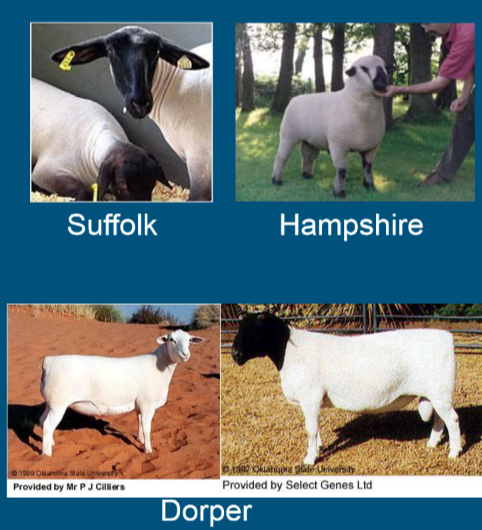 <ul><li><p><strong>Black face = meat breed </strong></p></li><li><p>Advantages: </p><ul><li><p>outstanding meat conformation </p></li><li><p>high avg. daily gains to reach market maturity early </p></li></ul></li><li><p>Limitations </p><ul><li><p>Lower quality fleece, dark fiber contamination</p></li><li><p>lack strong herding instinct </p></li></ul></li><li><p><strong>Suffolk </strong></p></li><li><p><strong>Hampshire </strong></p></li><li><p><strong>Dorper </strong></p></li></ul>