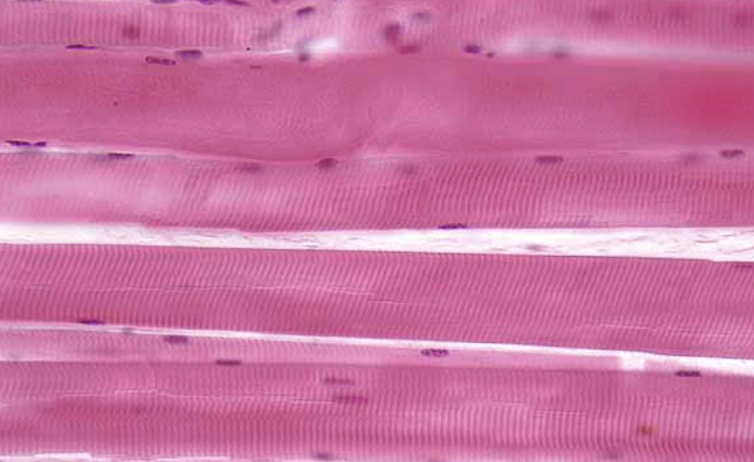 <ol><li><p>What tissue is this?</p></li><li><p>Where can it be found?</p></li><li><p>What is its function?</p></li></ol><p></p>