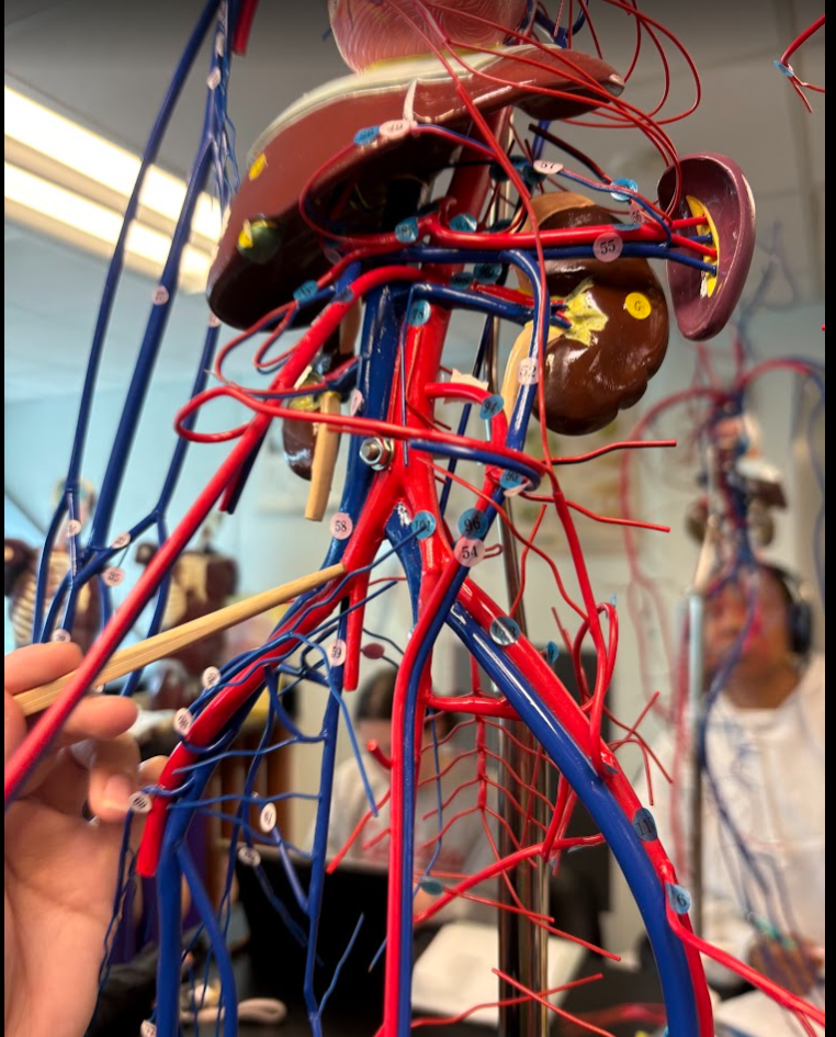 <p>Common iliac artery (101)</p>