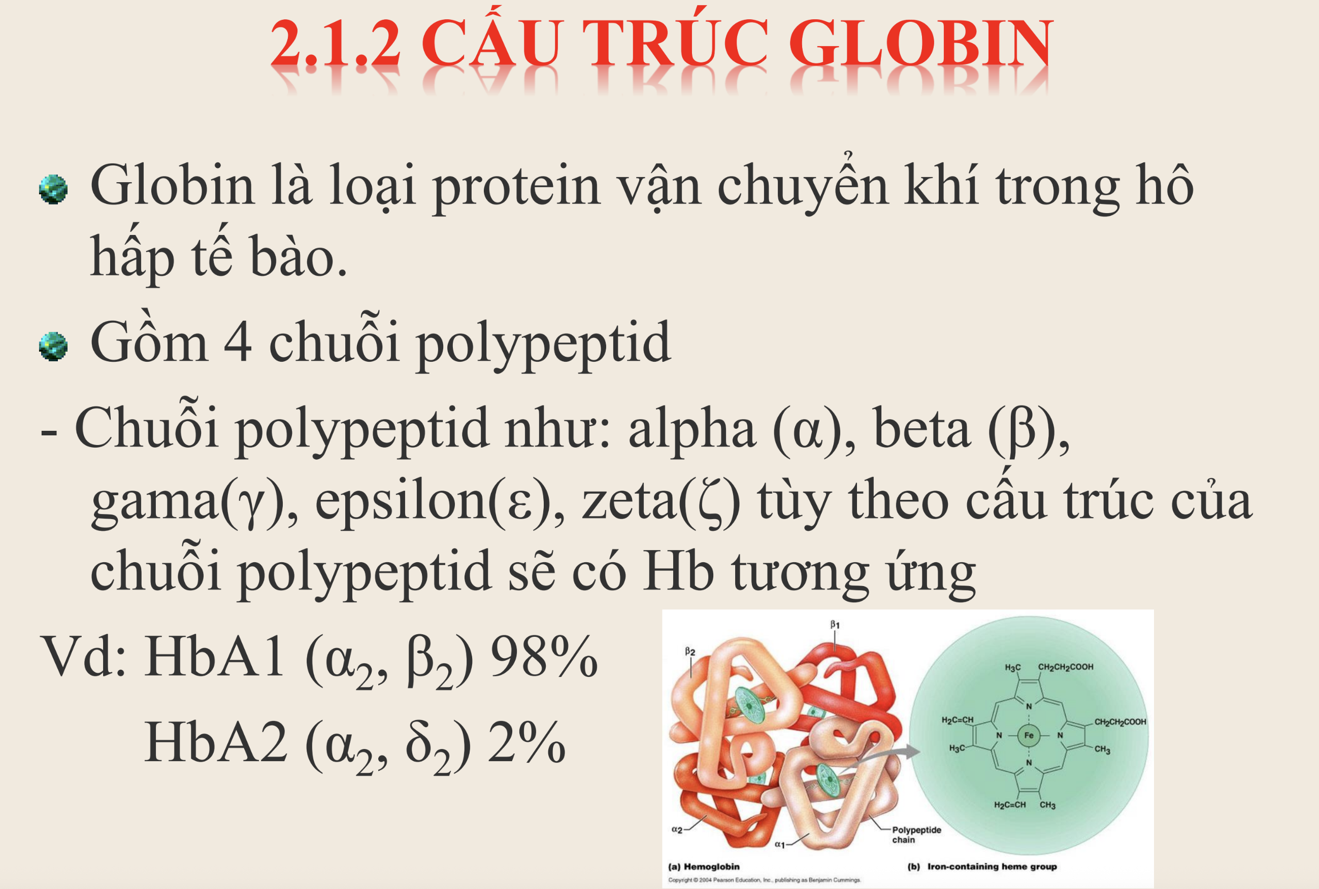 <p><strong>Thành phần chuỗi globin nào sau đây tương ứng với Hemoglobin A₂ (HbA₂) – loại hemoglobin chiếm khoảng 2% trong máu người trưởng thành bình thường?</strong></p><p>A. 2 chuỗi alpha và 2 chuỗi beta</p><p>B. 2 chuỗi alpha và 2 chuỗi gamma</p><p>C. 2 chuỗi alpha và 2 chuỗi delta</p><p>D. 4 chuỗi gamma</p>