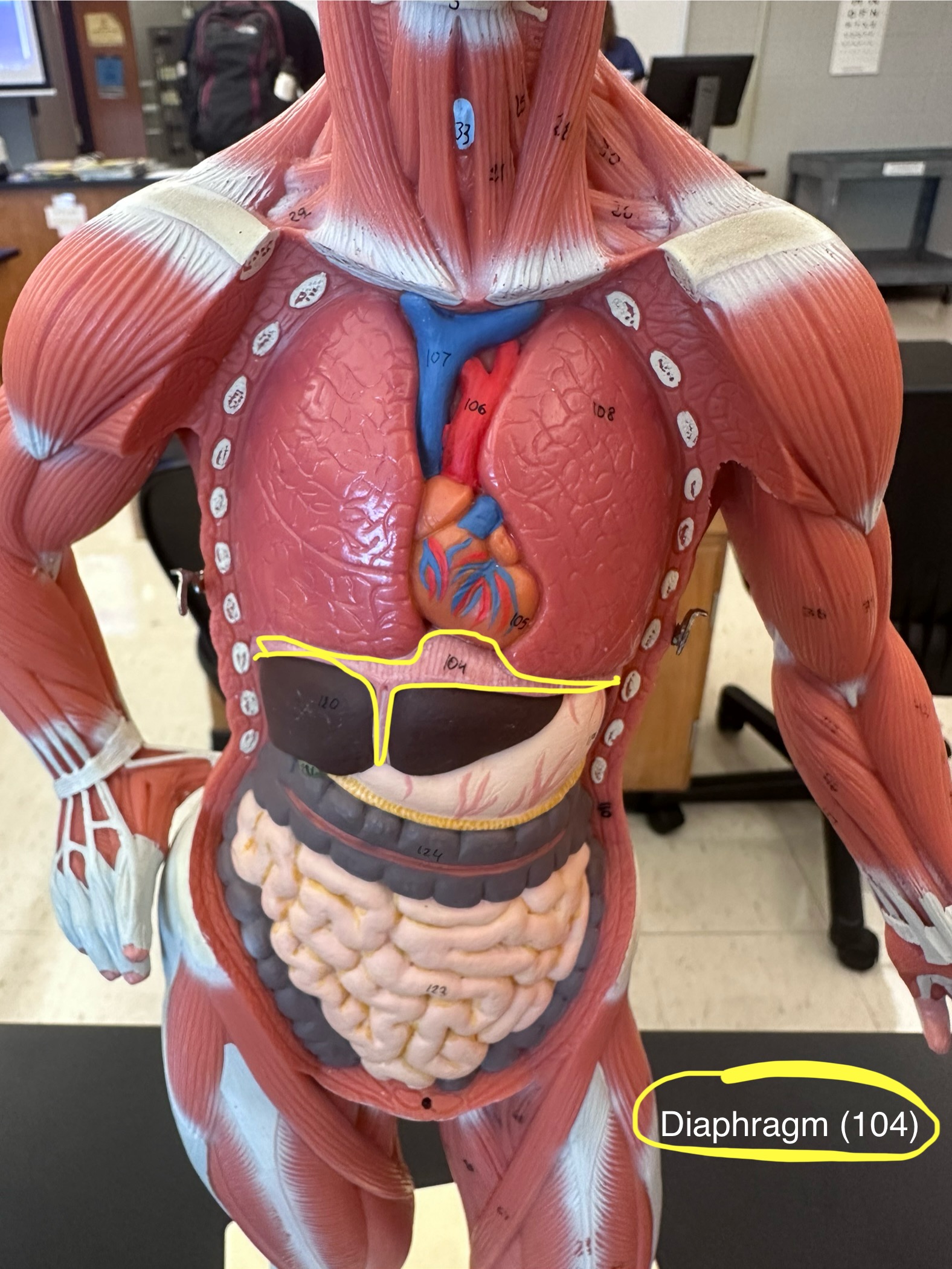 <p>Diaphragm muscle. This muscle moves inspiration and flattens or contracts.</p>