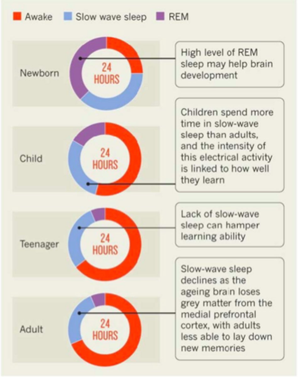 <p>memory consolidation and learning</p><p>lack of slow wave sleep can hamper learning ability</p>