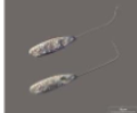 <p>What is the name of this cell type?</p>