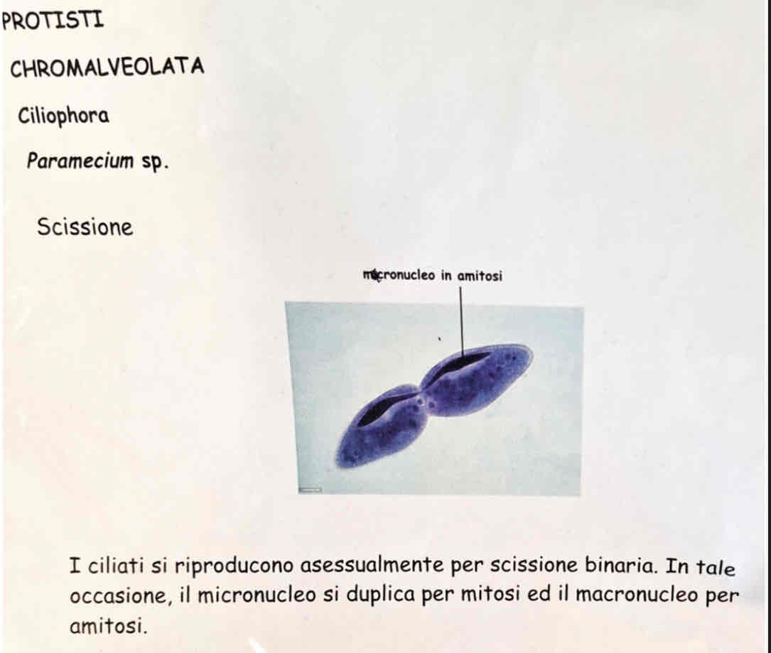 <p><em>Paramecium sp.</em></p>