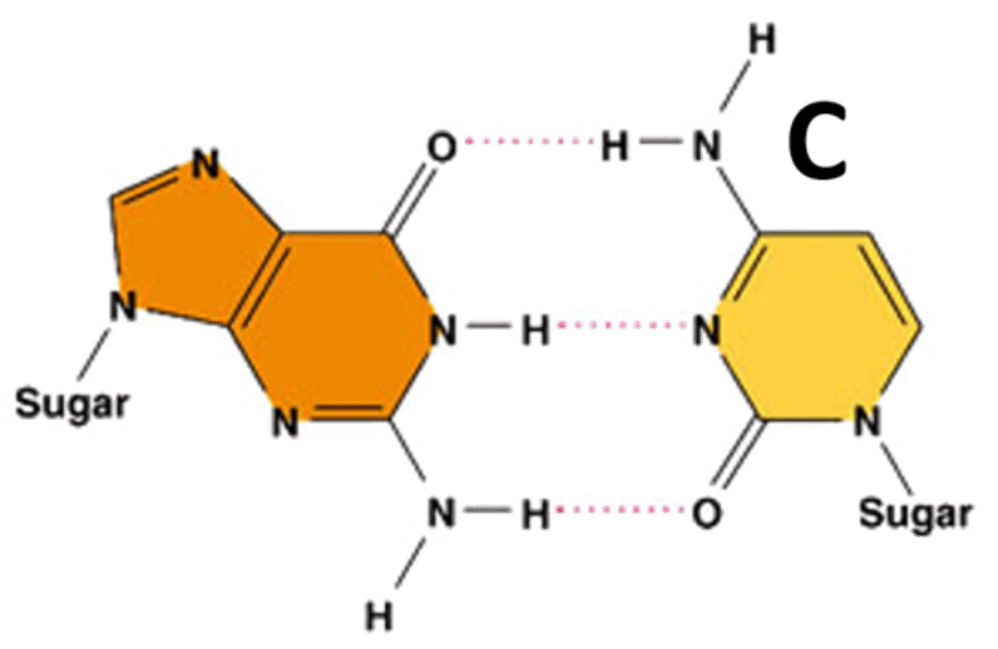 <p>One of the four nitrogenous bases in DNA</p>