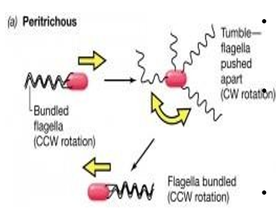 <ul><li><p><span>Bacteria can sense nutrients and move towards them – a process is known as ___.</span></p></li><li><p class="MsoNormal" style="text-align: justify"><span>Additionally, they can also move away from harmful substances such as waste products and in response to temperature, light, gravity, etc.</span></p></li><li><p><span>This apparently intelligent behavior is achieved by changes in the frequency of tumbles.</span></p></li></ul><p></p>