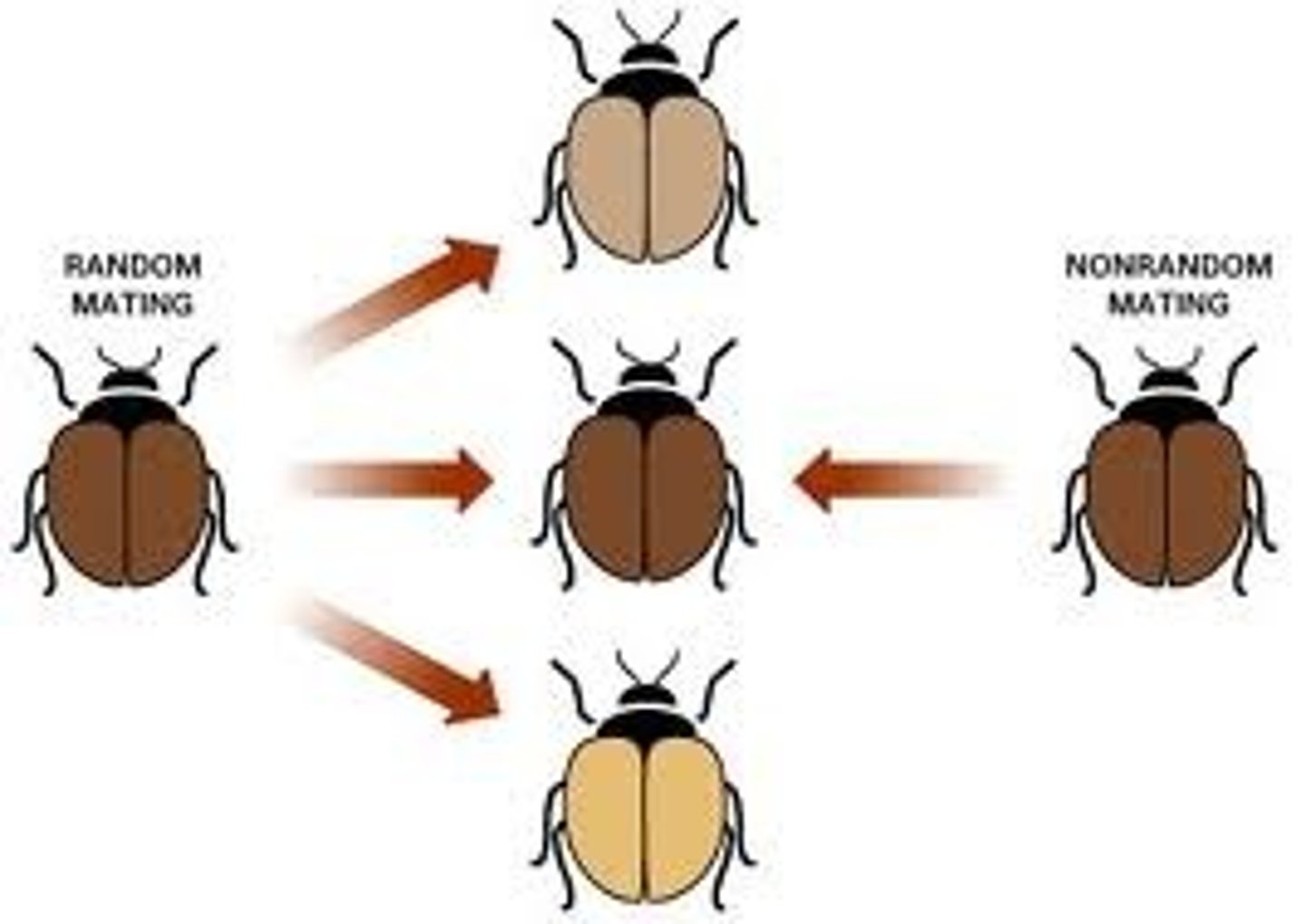 <p>The type of mating that occurs when an organism selects a mating partner that resembles itself</p>