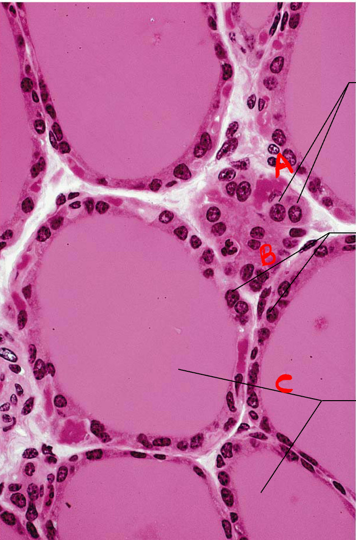 <p>Identify endocrine organ </p>