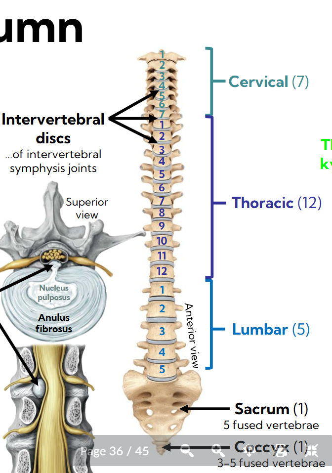 <p>Consists of 24 vertebrae </p><p>Cervical C1-C7</p><p>Thoracic T1-T12</p><p>Lumbar L1-L5</p><p>Sacrum (5 fused vertebrae) </p><p>Coccyx (3-5 fused vertebrae) </p>