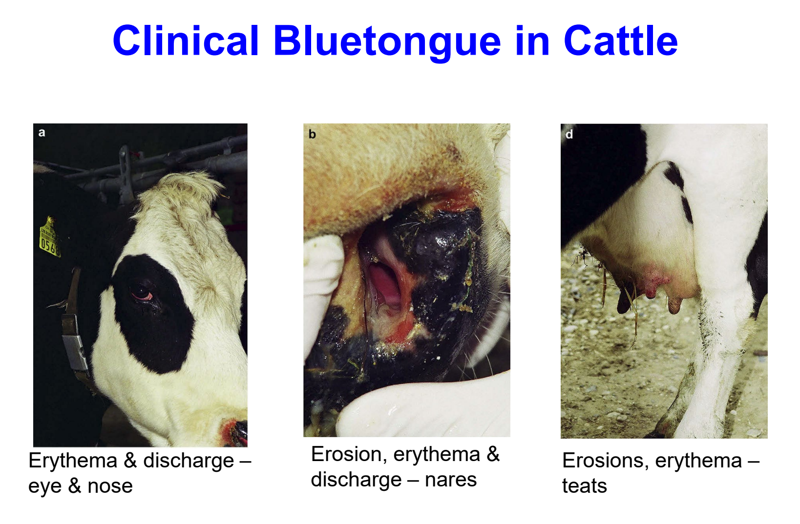 <ul><li><p><strong>erythema</strong> &amp; discharge — eye &amp; nose</p></li><li><p><strong>erosion</strong>, <strong>erythema</strong> &amp; discharge — nares</p></li><li><p><strong>erosions</strong>, <strong>erythema</strong> — teats</p></li></ul><p></p>