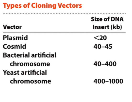 <p>1) Plasmids</p><p>2) Cosmids</p><p>3) Bacterial Artificial Chromosomes (BACs)</p><p>4) Yeast Artificial Chromosomes (YACs)</p><p></p><p>kb stands for kilobase pairs</p>