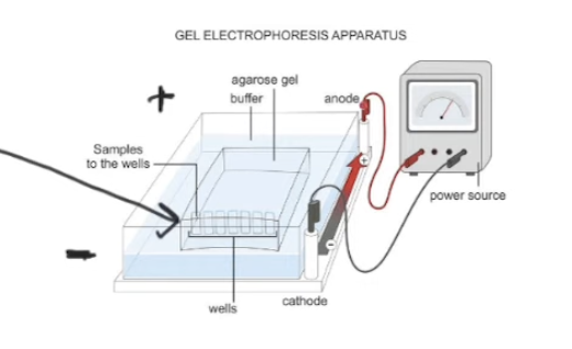 <p>Steps of gel electrophoresis</p>