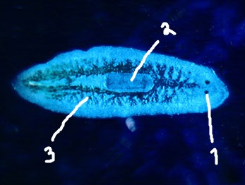 <p>What are the structures labeled #1?</p>