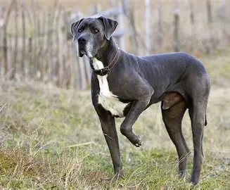 <ul><li><p>ears can be pointed or floppy</p></li></ul><p></p>