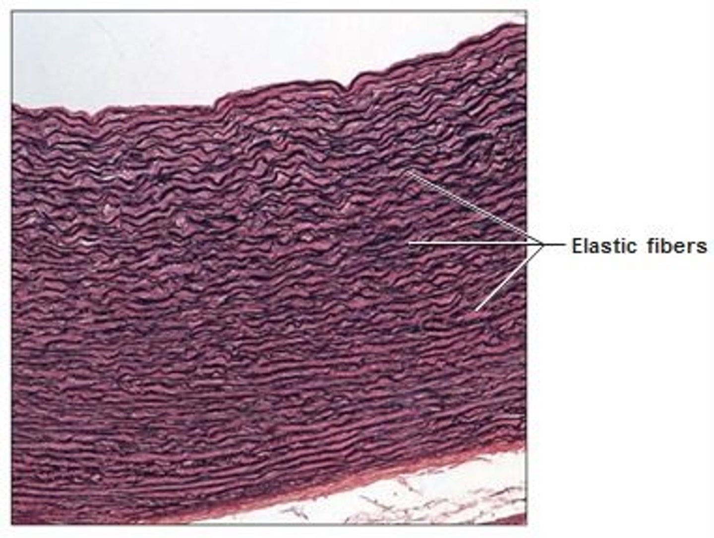 <p>elastic fibers allows recoil after stretching; allows blood flow</p>