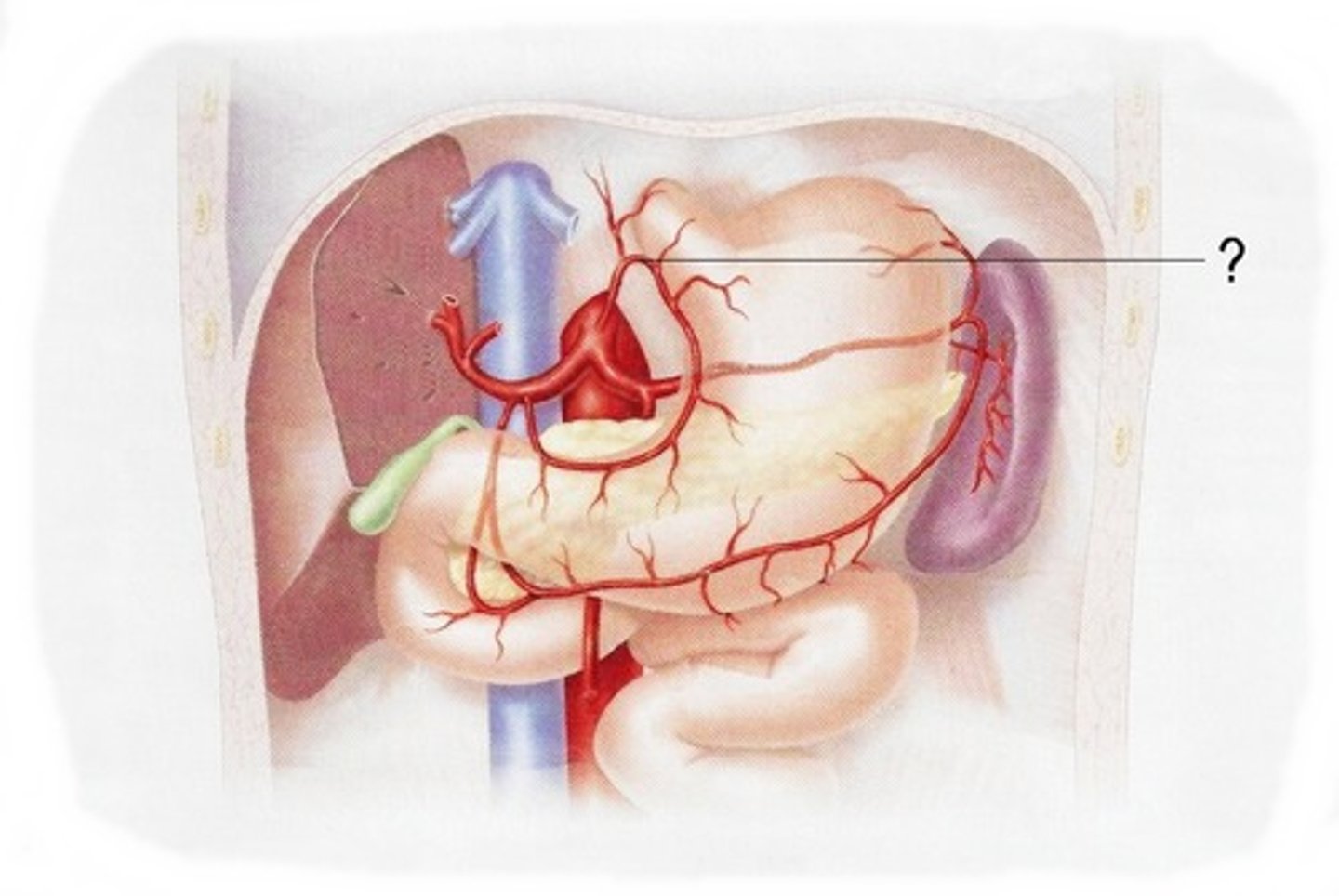 <p>artery that leads from the celiac trunk to the stomach (on the left)</p>
