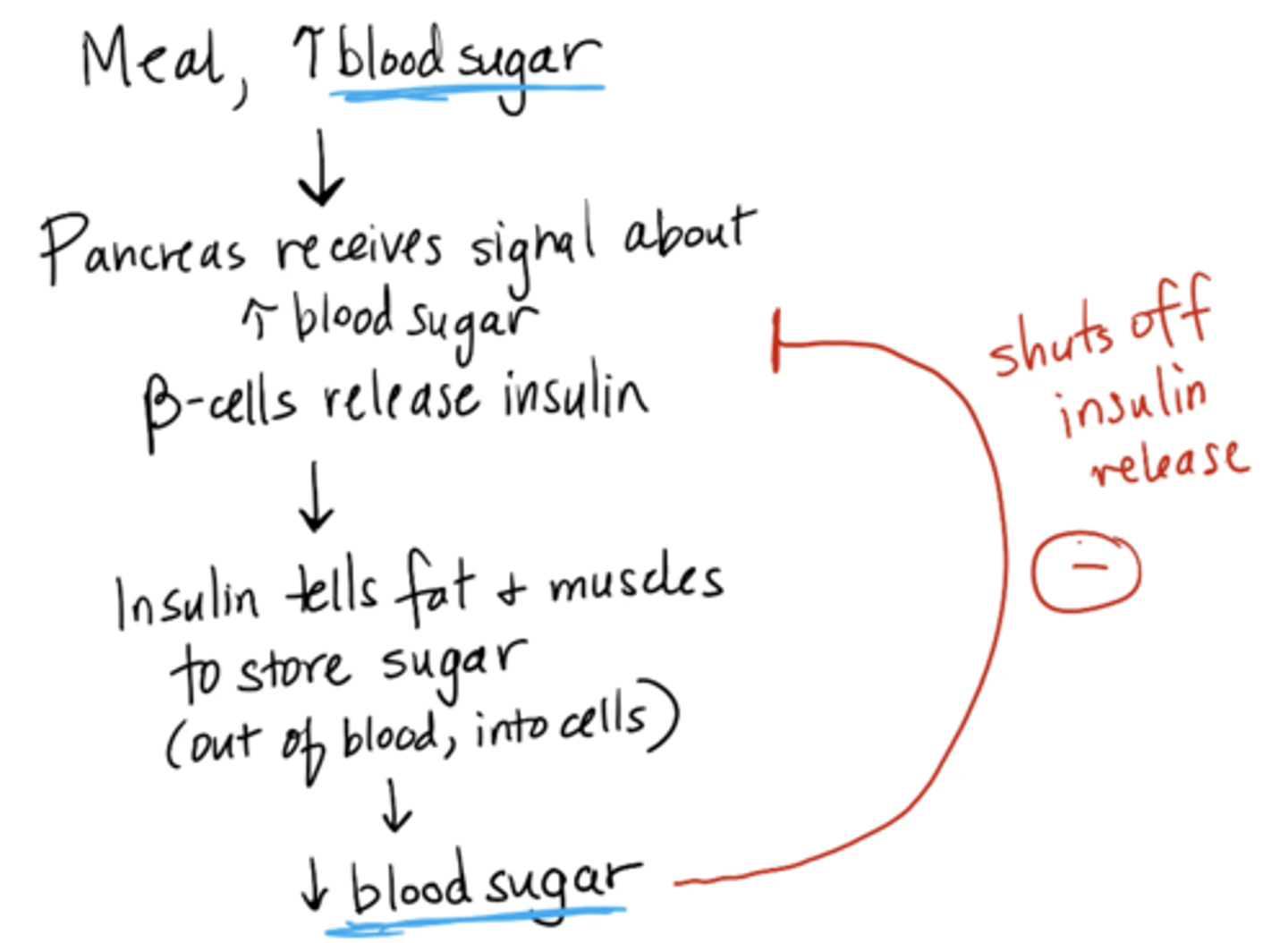<p>1. Meal → blood sugar increases </p><p>2. Pancreas receives signal about increase → beta cells release insulin </p><p>3. Insulin tells fat + muscles to store sugar (out of blood, into cells </p><p>4. blood glucose decreases (shuts off insulin release)</p>