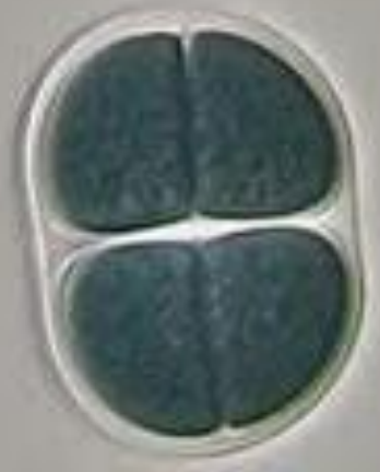 <p>Gran capa mucilaginosa exclusiva de cianobacterias que rodea la pared celular y tiene más o menos desarrollo, puede ser visible o pasar más desapercibida.</p>