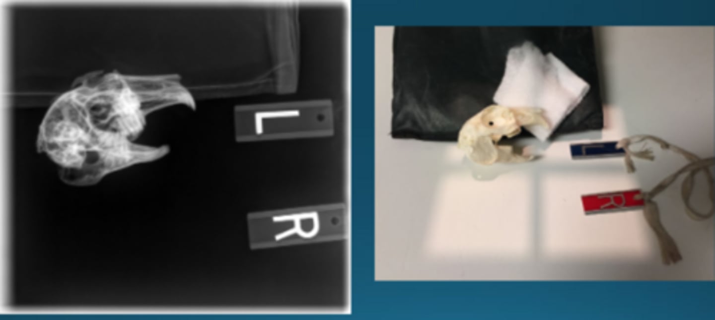 <p>Why would you take oblique radiographs in rabbits?</p>