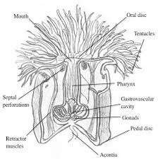 sea anemone labeled