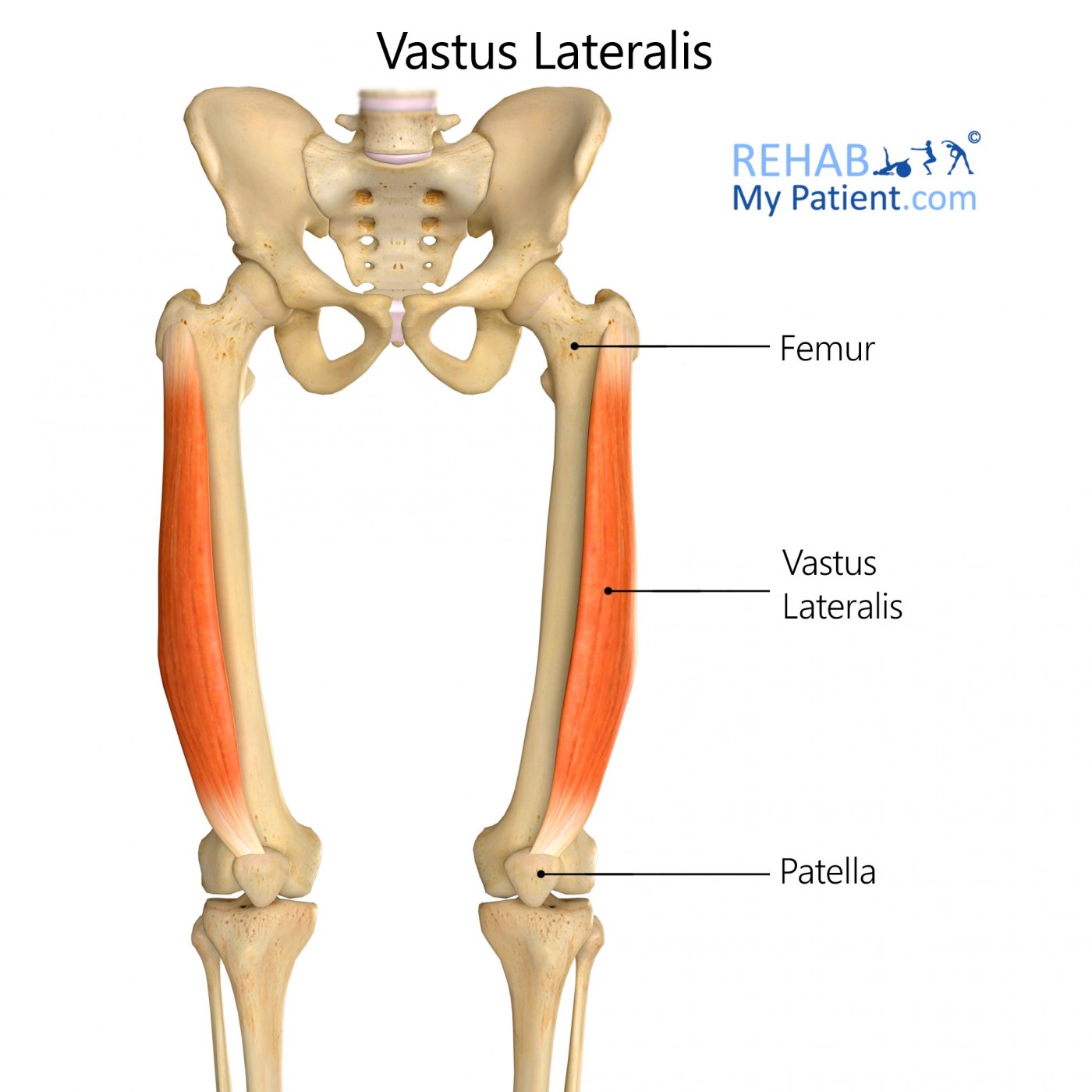 <p>Origin: Greater trochanter and linea aspera of femur </p><p>Insertion: Tibial tuberosity via patellar ligament </p><p>Innervation: Femoral n. </p>