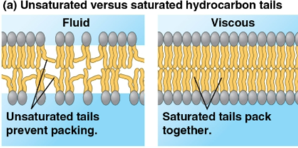 <p>Membrane solidification</p>