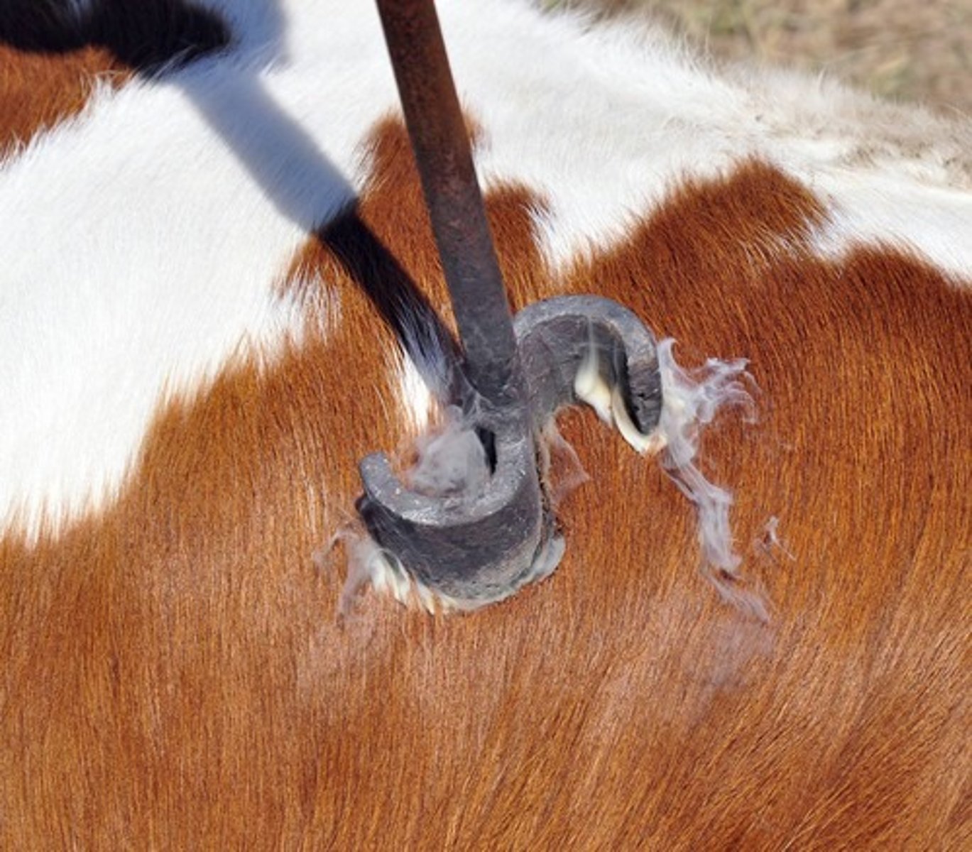 <p>-lesson common bc of the damage on the hide</p>