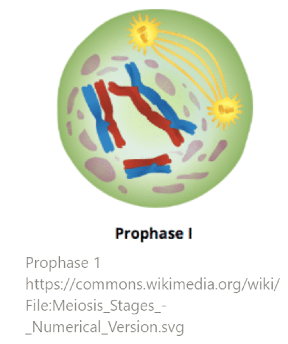 <p>prophase I</p>