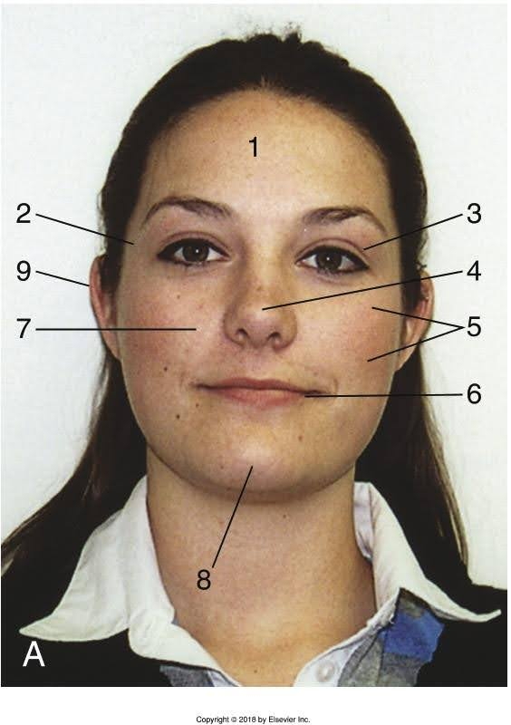 <p>facial</p>