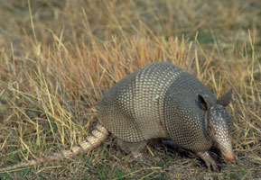 <p>Nine-Banded Armadillo</p>
